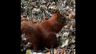 This nut is soooo gooood!! || Squirrel Frenzy #shorts