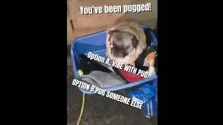 U have been pugged 😂 #pug#funny#prank#dog#everything