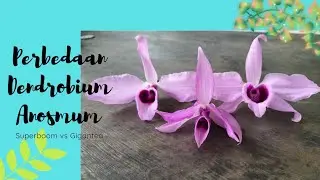Mengenali Dendrobium anosmum var. Superboom VS Gigantea.