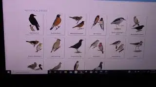 Citizen Science:  Bird Watching - City Connections