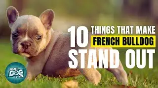 10 Things That Make a French Bulldog Stand Out