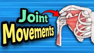 SHOULDER joint : Movements, bones and muscles | Anatomy