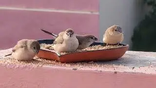 Nature is healing! Silver Bill Sparrow Hosur