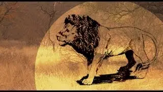 The Other Safari: All About Lions