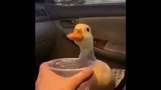 Attractive duck😎