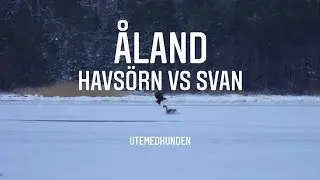 Havs&ouml;rn sl&aring;r svan p&aring; isen