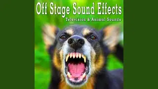 Dog Barking at Night with Crickets, From Distance