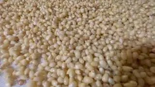 Mushrooms.  (how to dry after hydrating substrate)