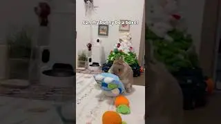 Bunny Boxer #rabbit #bunny #pet #petcare #petvideos #animals #shortvideo