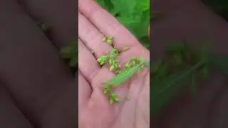 how to keep male cannabis plants right next to females without any pollination. this is my way