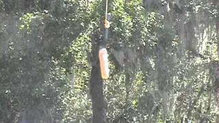 Weenie Bite 2011.wmv