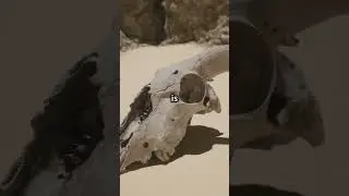 The Mystery of the Atacama Skeleton