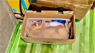 OUR CAT IS A GOOD ACTOR