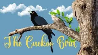How to Value Our Gifts - The Story of the Cuckoo | Motivational Story | Human Value - Gratitude