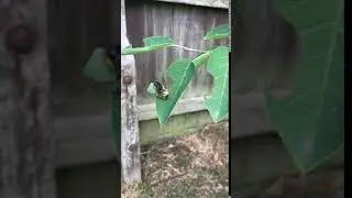 Leafcutter bee: cutting.