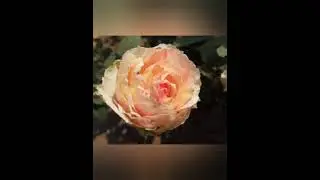 Фиеста. Чайно Гибридная Роза