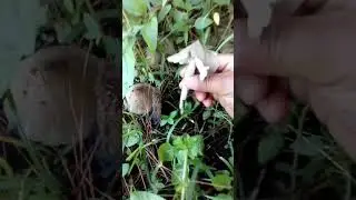 Wild mushrooms hunt in the Philippines