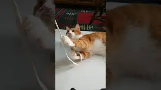#Gingercat #orangetubby #cat don't like to let go
