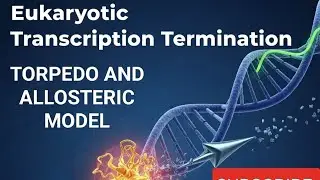 Eukaryotic transcription termination #csirnet2025 #concept #molecularbiology #gate #lifescience 🔥🔥🔥🔥