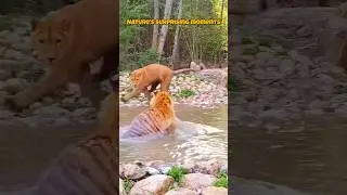 Редкое взаимодействие диких животных: тигра и льва