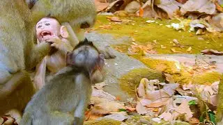...SO CUTE MONKEY...!