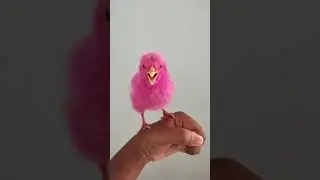 #pink colour chick