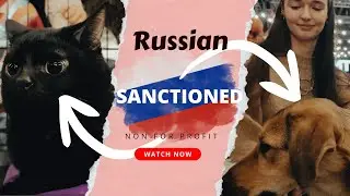 Чего не видит Австралия: выставка приютов для животных в России 🇦🇺🐱🐶