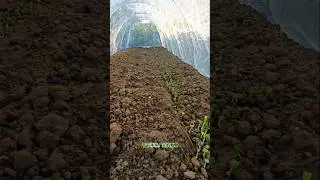 Sunburned again? Did you use a #sunshade net?#farming#garden