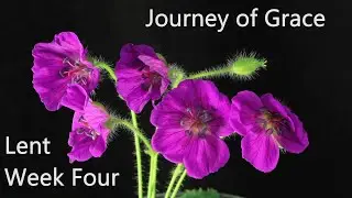 Lent Journey of Grace - Week Four Lent Year A