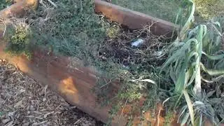How I fill my WI leaf mold bin,  Jumping worm Proof leaf mold bin.