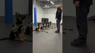Their training has just begun learning one command at a time, slowly and the right way #dogtraining