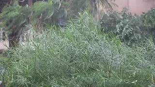 Mumbai Heavy Rain with Wind Stock Footage | Copyright Free Video | First Footage