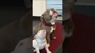 Parents are good teachers for their children #dog #dogs #funnydog #cutedog #fyp #foryou #puppy