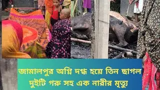 জামালপুরে অগ্নিকাণ্ডে নারীসহ ৫ প্রাণীর করুণ মৃত্যু! | Goat, Cow & Woman Burnt Alive