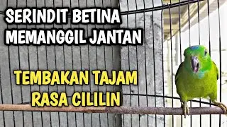 BURUNG SERINDIT BETINA MEMANGGIL JANTAN || DENAK SERINDIT BETINA AMPUH MEMIKAT