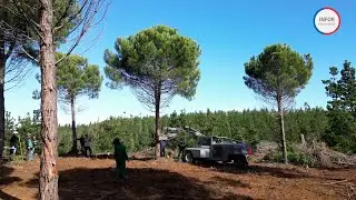 Cosecha mecanizada pino piñonero.