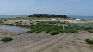 Right Plants in Right Places Key to Island Restoration that Lasts