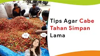 Beri Garam Dapur dan Lakukan Cara Ini, Buah Cabe Tahan Simpan Lebih Lama