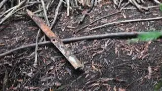 videos stanley state forrest filmed with nikon d5600