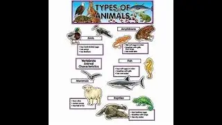 STEM: Animals-Furs, Feathers, and Scales Part 5 Review
