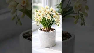 Cymbidium orchid! #ecosystem #plants #farming #gardening #shorts #homeworkout #mandeville viral #usa