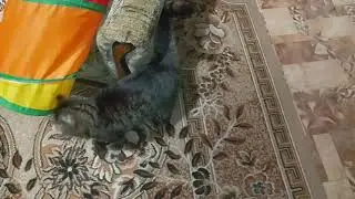 МОИ КОБЫЗЫ,ТИШЕНЬКА И КЛЕПА -КНОПА!👀🙀😂