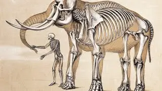 Did Michael Jackson Really Try To Buy The Bones Of The Elephant Man?