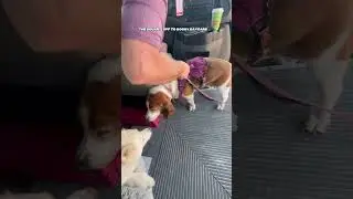 The Squads Off To Doggy Daycare