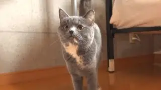 【多頭崩壊】心を閉ざしてしまった猫が食後に「ごちそうさま」を伝えに来てくれました