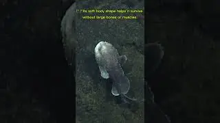 unique and amazing!🌊🐟 #Blobfish #DeepSea #NaturalAdaptations #OceanFacts #UniqueCreatures #OceanLife