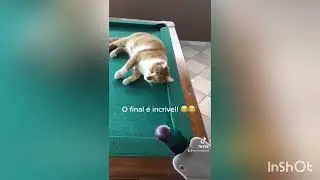 O Gato Rui Chapeu crack do bilhar - The Cat crack the billiards