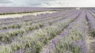 Lavender Fields Grow Under Cloudy Skies in a Rural Area