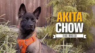 Akita Chow Mix: Care Tips, Fun Facts, and Why They&rsquo;re So Special