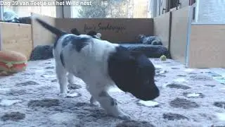Dag 39 van het Wille nest.